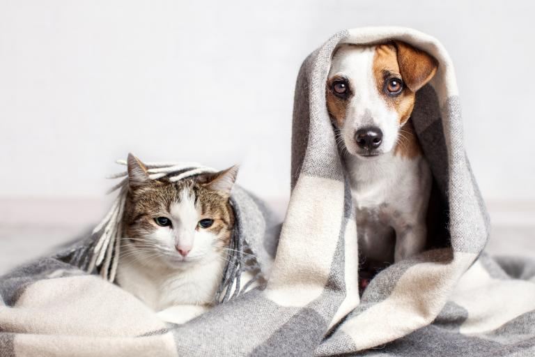 A Jack Russell Terrier with a white and tabby cat underneath a blanket